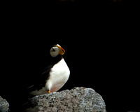 Horned Puffin VIII