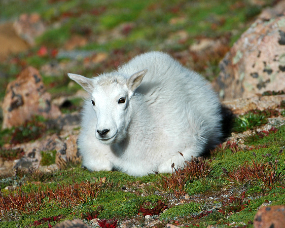 Bed of Moss - Mountain Goat