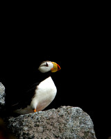 Horned Puffin VII