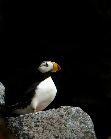 Horned Puffin VII
