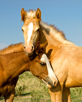 Foal Friends - Wild Horses