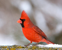 Crimson in Winter