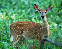 Curiosity- Whitetail Fawn