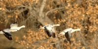 Cottonwoods and Snow Geese