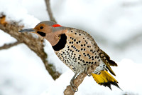 All Dressed Up II - Nothern Flicker