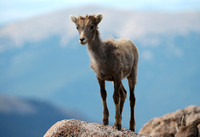 Lofty Ambitions - Bighorn Sheep