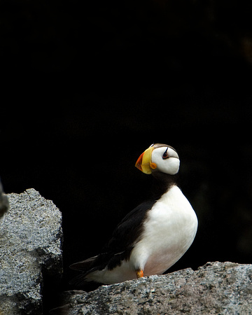 Horned Puffin IV