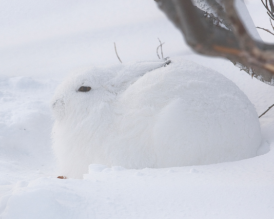 Hidden - Arctic Hare