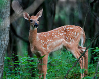 Fawn in the Forest - Whitetail Deer