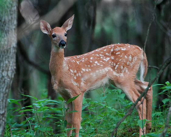 Fawn in the Forest - Whitetail Deer