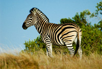 Surveying the Savannah - Zebra