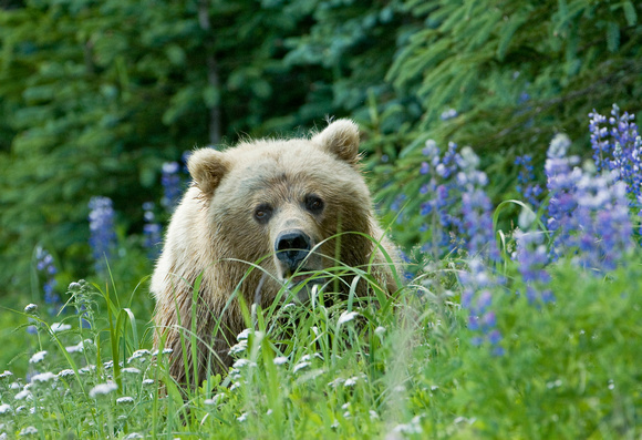Grizzly in Lupine II