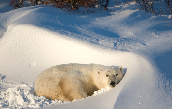 Bed of Snow II - Polar Bear