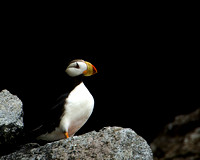 Horned Puffin II