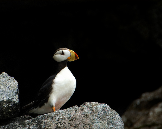 Horned Puffin II