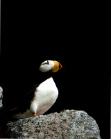 Horned Puffin VI