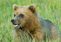 Grinning - Grizzly Cub