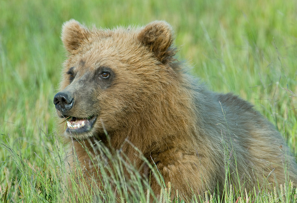 Grinning - Grizzly Cub