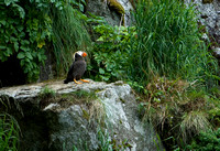 On the Edge III - Tufted Puffin