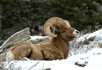 Keeping Watch II - Bighorn Sheep