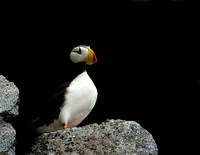 Horned Puffin III