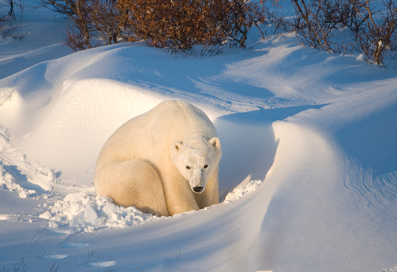 Bed of Snow- Polar Bear