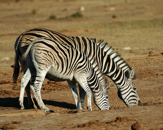 Pair of Stripes - Zebras