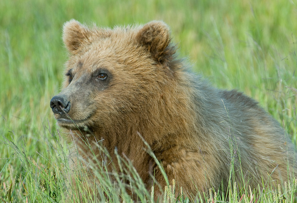 Grizzly Cub