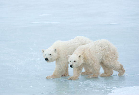 Cubs of the Year - Polar Bear