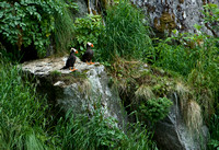 On the Edge I - Tufted Puffins