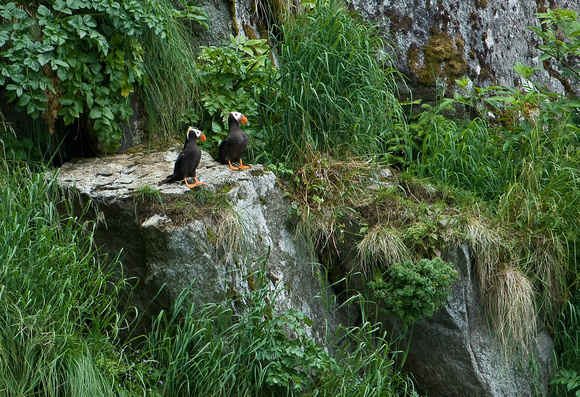 On the Edge I - Tufted Puffins