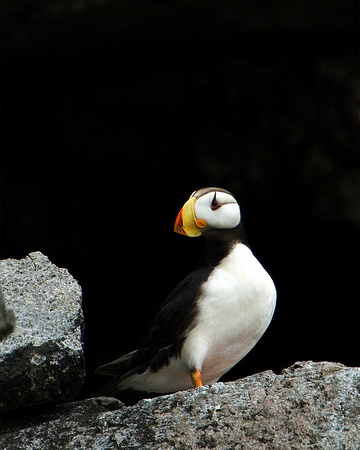 Horned Puffin I