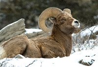 Keeping Watch I - Bighorn Sheep