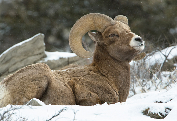 Keeping Watch I - Bighorn Sheep