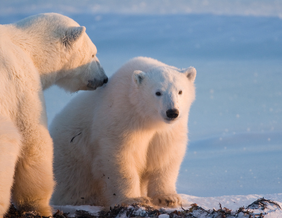 Attentive Mother - Polar Bears