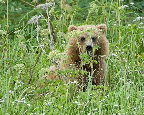 Clowning - Grizzly Cub