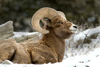 Keeping Watch III - Bighorn Sheep